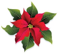 stock-illustration-7549607-christmas-red-and-green-poinsettia-flower-vector-illustration