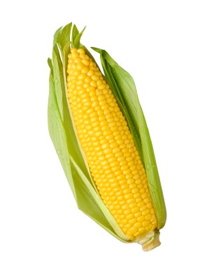 Ear of Corn isolated