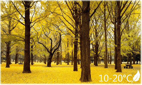 ฤดูญี่ปุ่น - autumn_master
