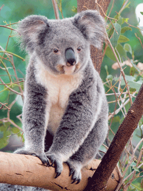 Koala-01