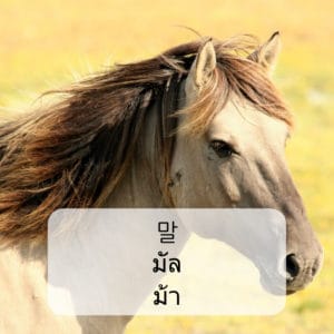 คำศัพท์สัตว์ ภาษาเกาหลี