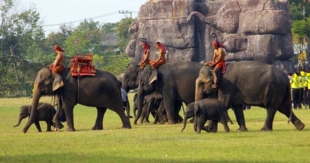 Surin Elephant 