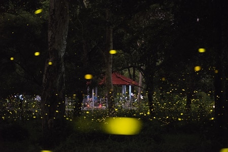Watching fireflies at Amphawa